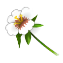 Ellébore d'Hel