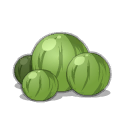 Graine de Pois