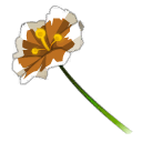 Rose à Lysa