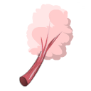 Rhubarbe à papa